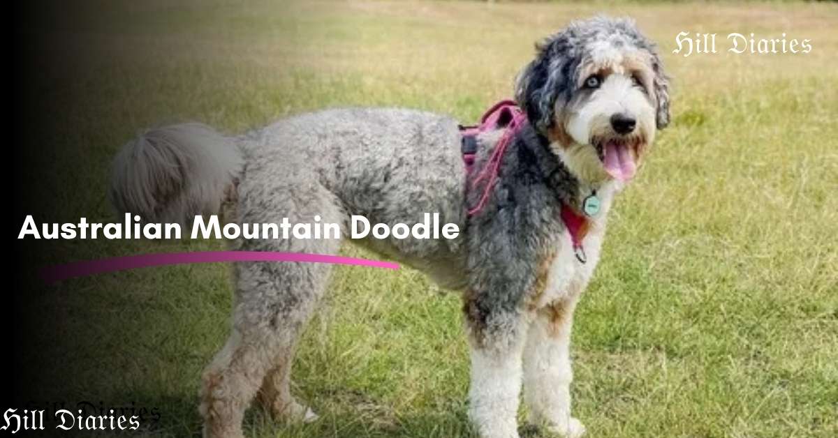 Australian Mountain Doodle: Size, Temperament, Price Guide