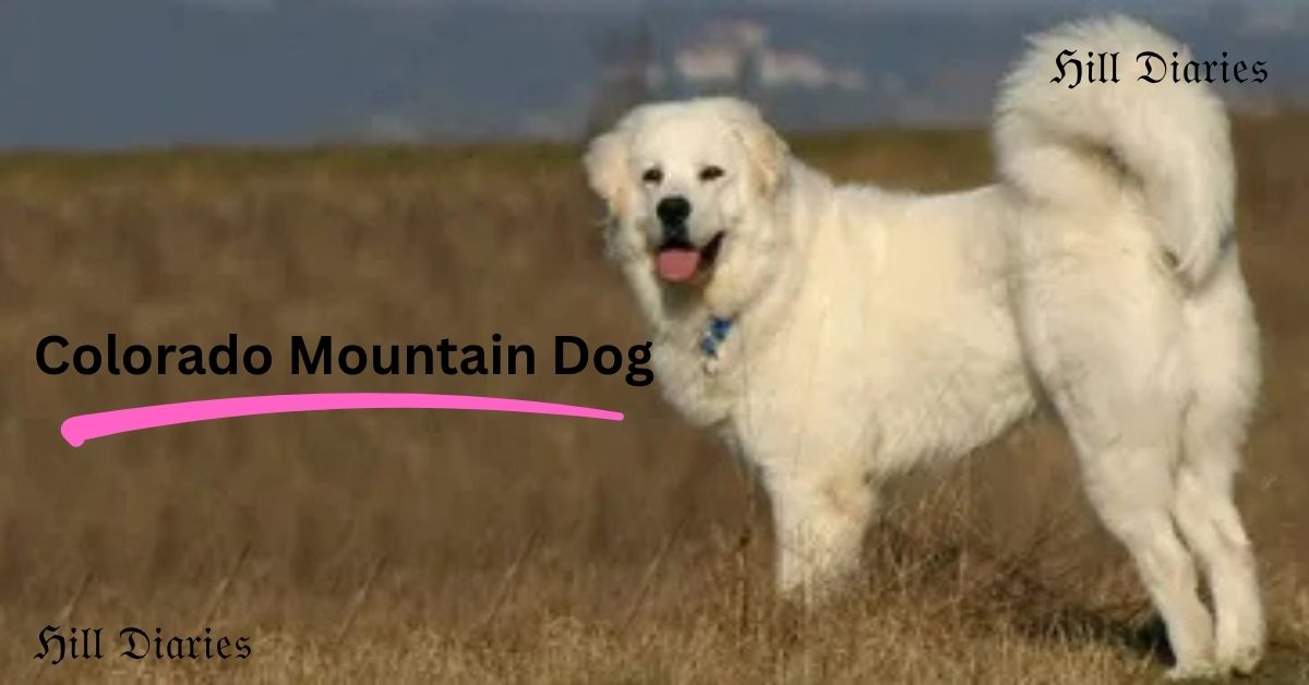 Colorado Mountain Dog: Complete Guide to This Unique Livestock Guardian