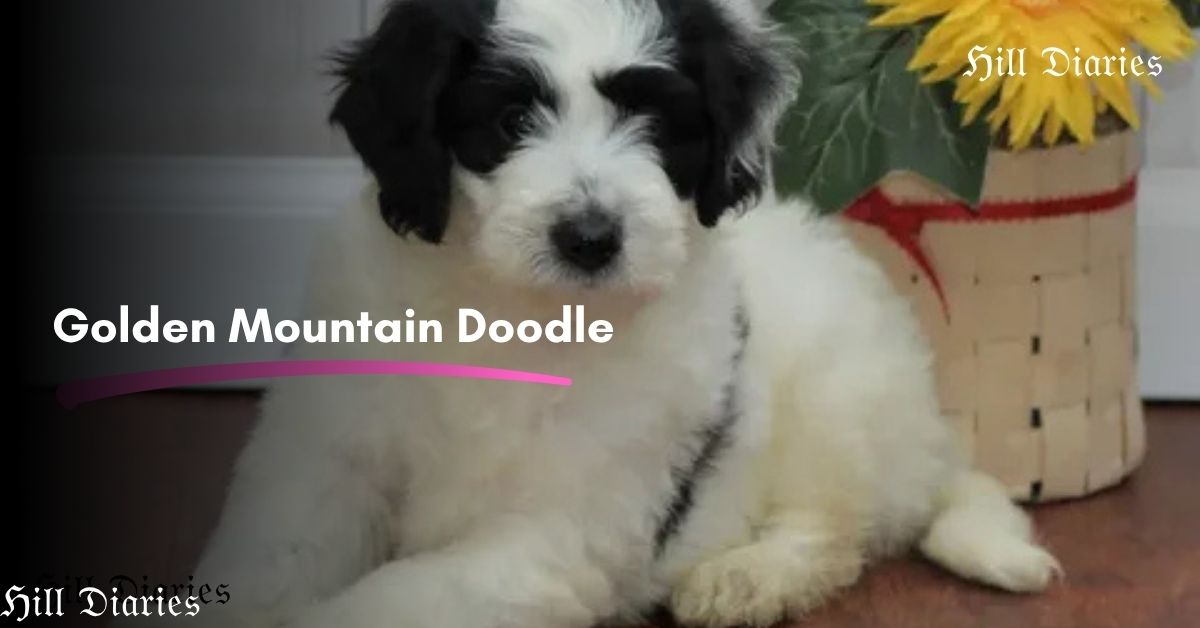  Golden Mountain Doodle: Complete Guide
