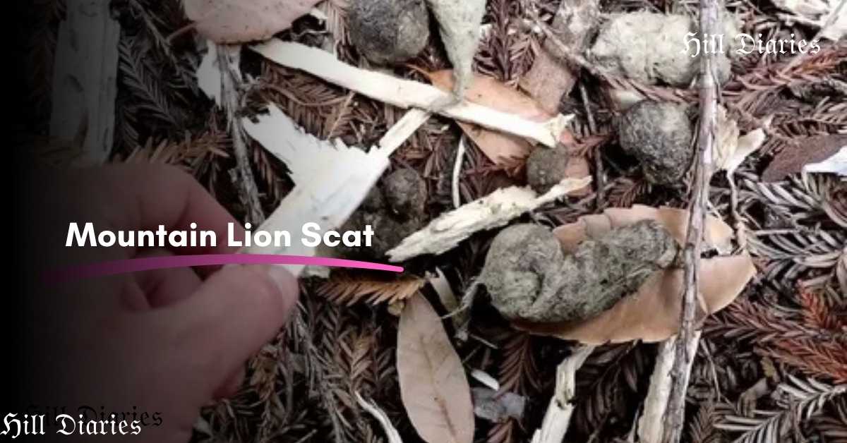 Mountain Lion Scat