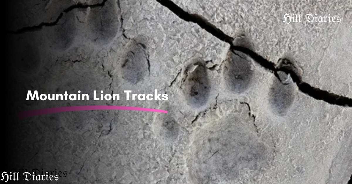 Mountain Lion Tracks: Identify Cougar Prints Easily Today
